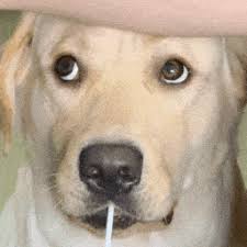 bbinapp在哪下载 RT @wayofthewind: 日本人いびりとして広まったパチンコも